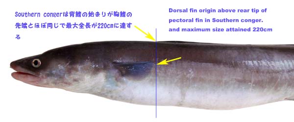 クロアナゴ属コンガー Southern Conger Eel