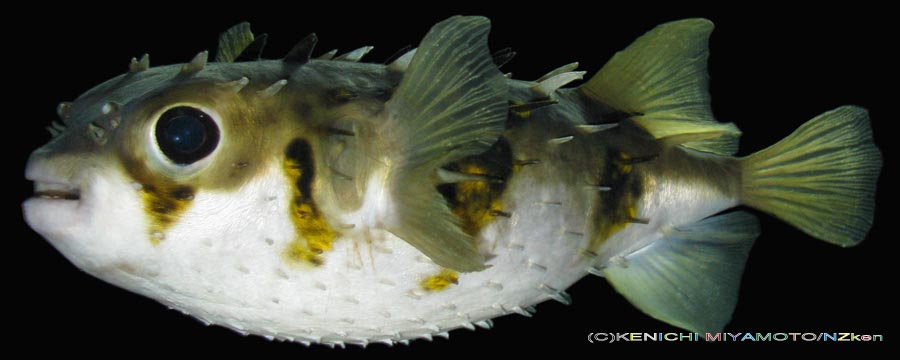 スミツキイシガキフグ Porcupine fish
