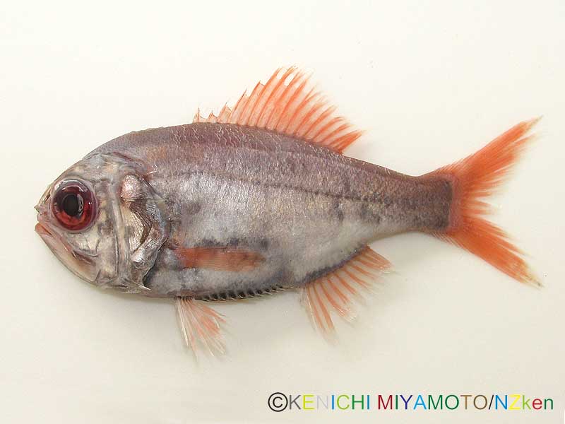 サンドペーパーフィッシュ Common roughy