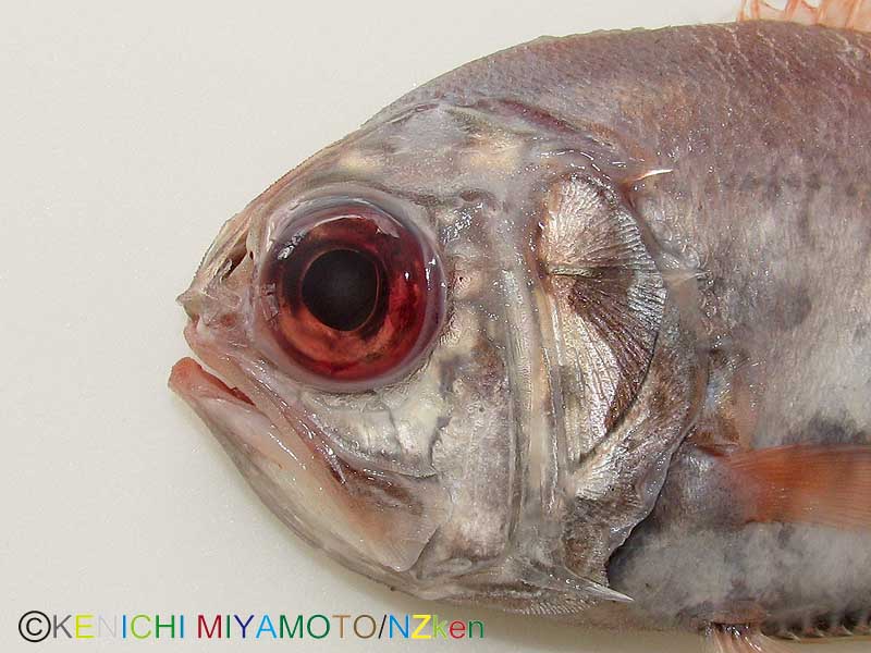 サンドペーパーフィッシュ Common roughy