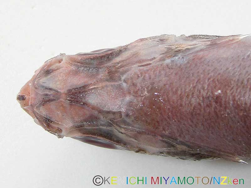 サンドペーパーフィッシュ Common roughy