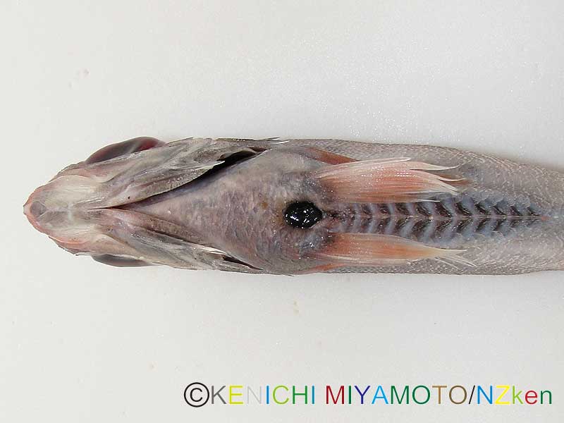 サンドペーパーフィッシュ Common roughy