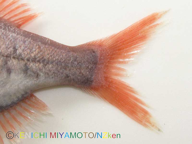 サンドペーパーフィッシュ Common roughy
