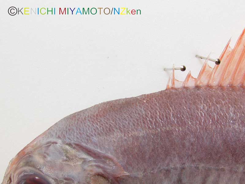 サンドペーパーフィッシュ Common roughy