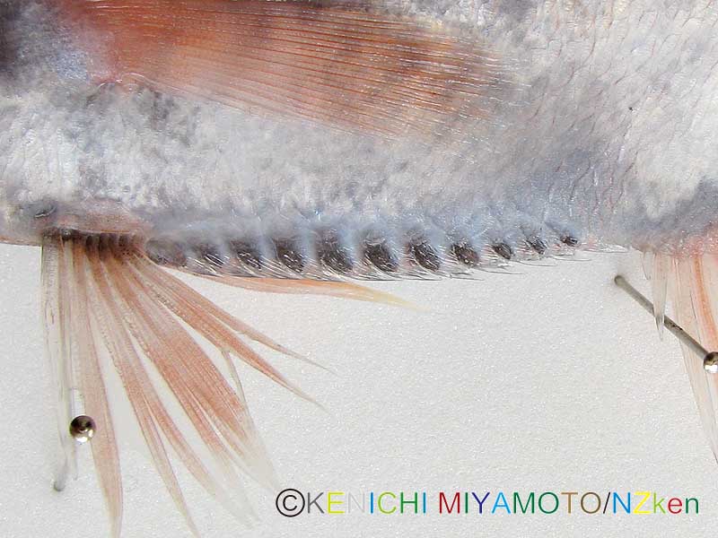 サンドペーパーフィッシュ Common roughy