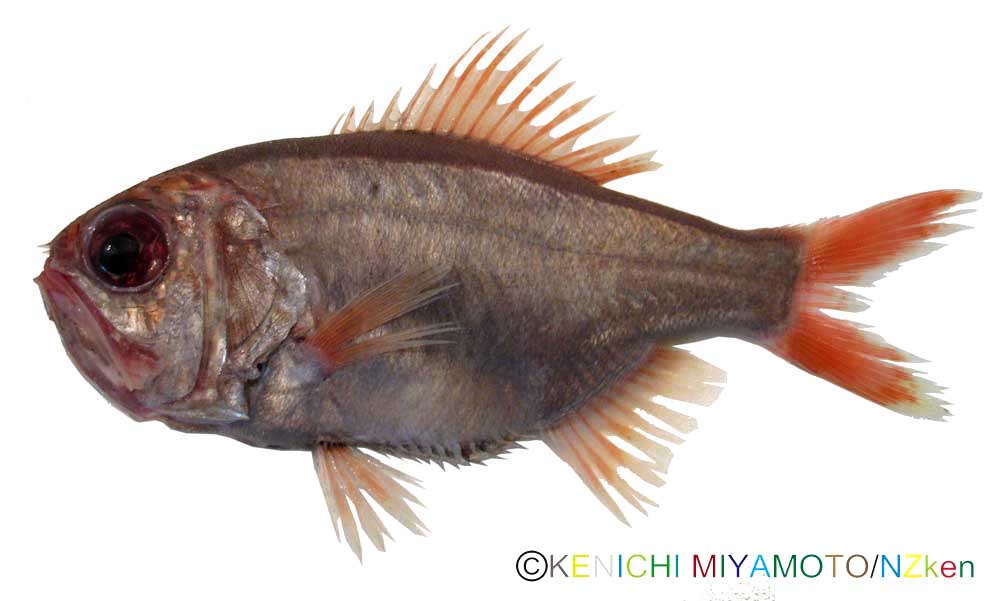 サンドペーパーフィッシュ Common roughy
