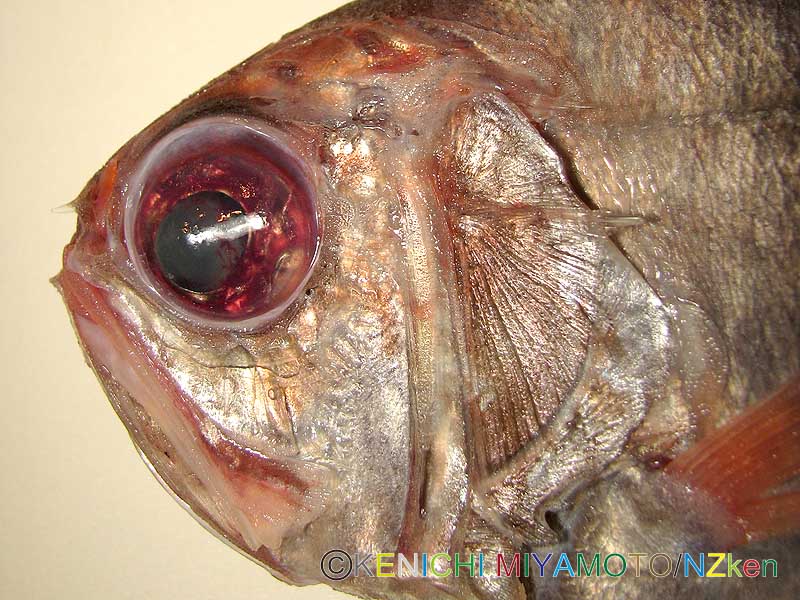 サンドペーパーフィッシュ Common roughy