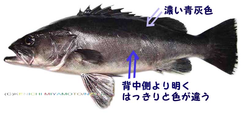 ミナミオオスズキ Hapuka