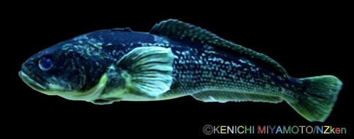 Marbled Cod マーブルドロックコッド Marbled Rockcod